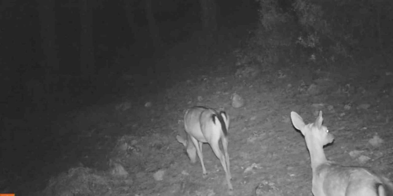 Isparta’ya Bırakılan Ala Geyiklerin İlk Yavruları Fotokapanla Görüntülendi