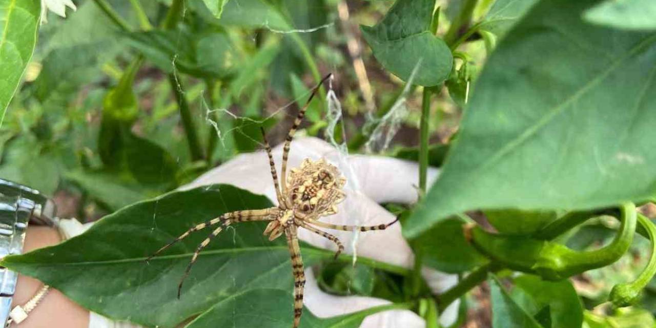 Nadir Görülüyordu Her Yerde Kendini Göstermeye Başladı