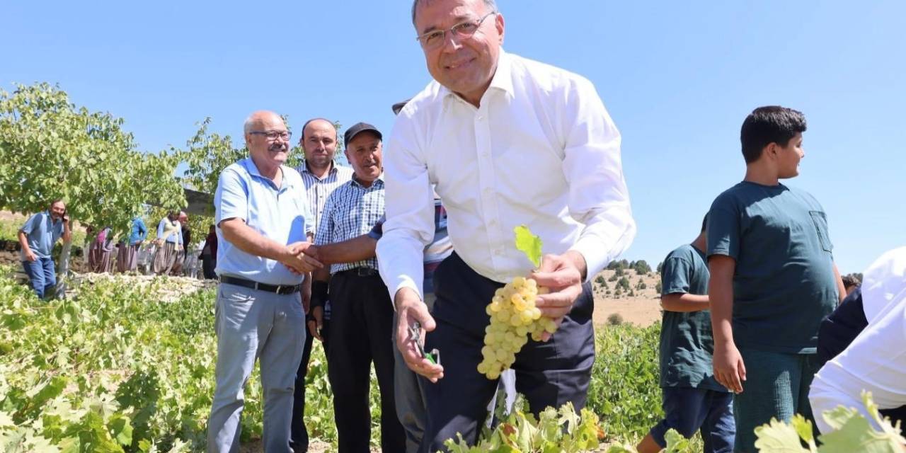 Silifke’de Sofralık Üzüm Hasadı Başladı