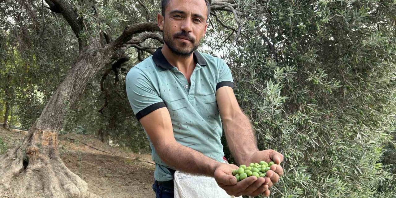 Deprem Bölgesinde Yüz Güldüren Hasat; Sofralık Zeytin Kilogram Fiyatı 70 Tl’den Alıcı Buluyor