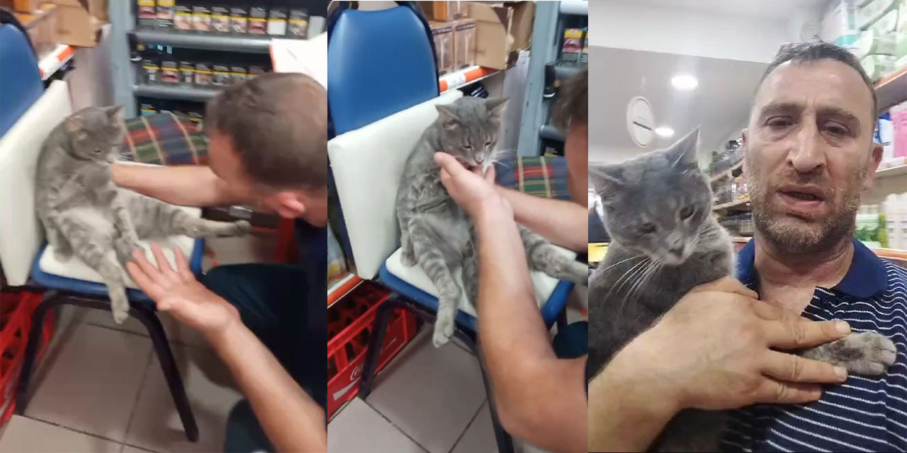 Balı fazla kaçıran kedi kendinden geçti