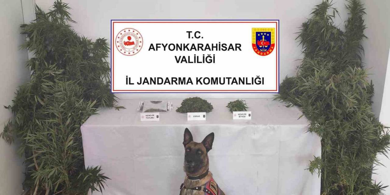Jandarma Eve Yaptığı Baskında 307 Gram Esrar İle 24 Kök Kenevir Ele Geçirdi