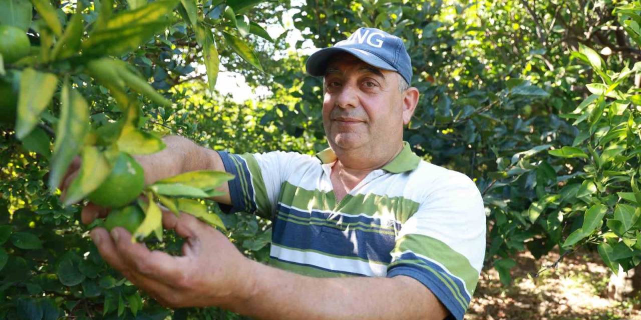 Erkenci Mandalina Hasadında Çalışacak İşçi Bulamayan Bahçe Sahibi, 10 Dönümlük Bahçesinde Hasada Tek Başına Başladı