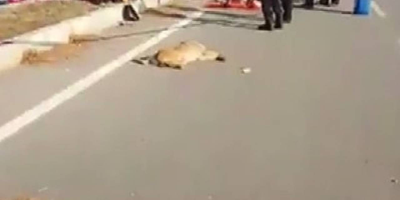 Yola Çıkan Köpek Kazaya Neden Oldu: 1 Ölü, 2 Yaralı
