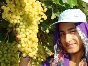 Sultaniye Üzümlerinin Yüzde 65’i İhraç Ediliyor