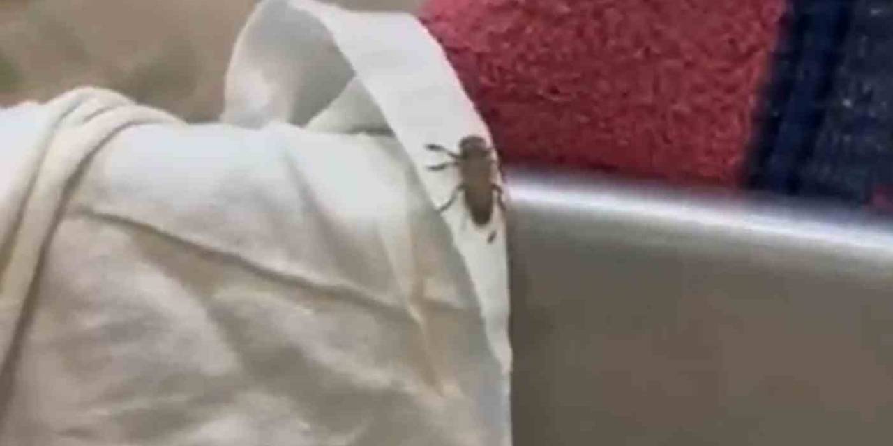 Mide Bulandıran Şartlarda Gıda Üreten 3 İşletme Mühürlendi