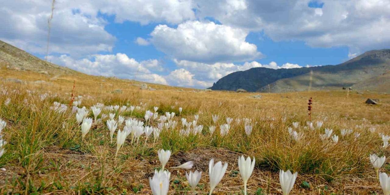 Gümüşhane Dağlarında Kışın Habercisi "Vargit" Çiçekleri Açtı
