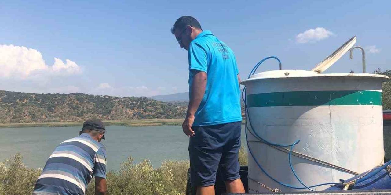 Azap Gölü’ne 250 Bin Yavru Sazan Balığı Bırakıldı