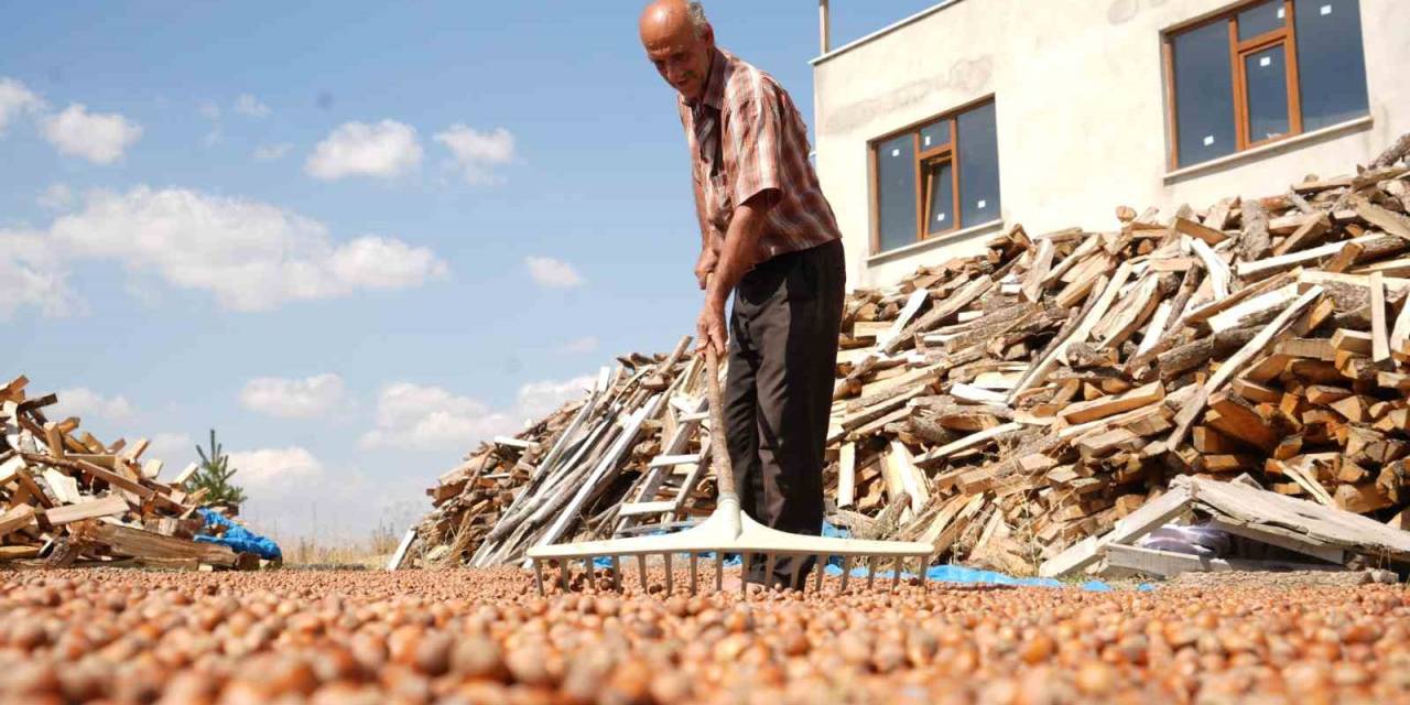 Fındığın Zorlu Mesaisi: Trabzon’da Binbir Emekle Toplanan Fındıklar Komşu İl Bayburt’ta Kurutuluyor