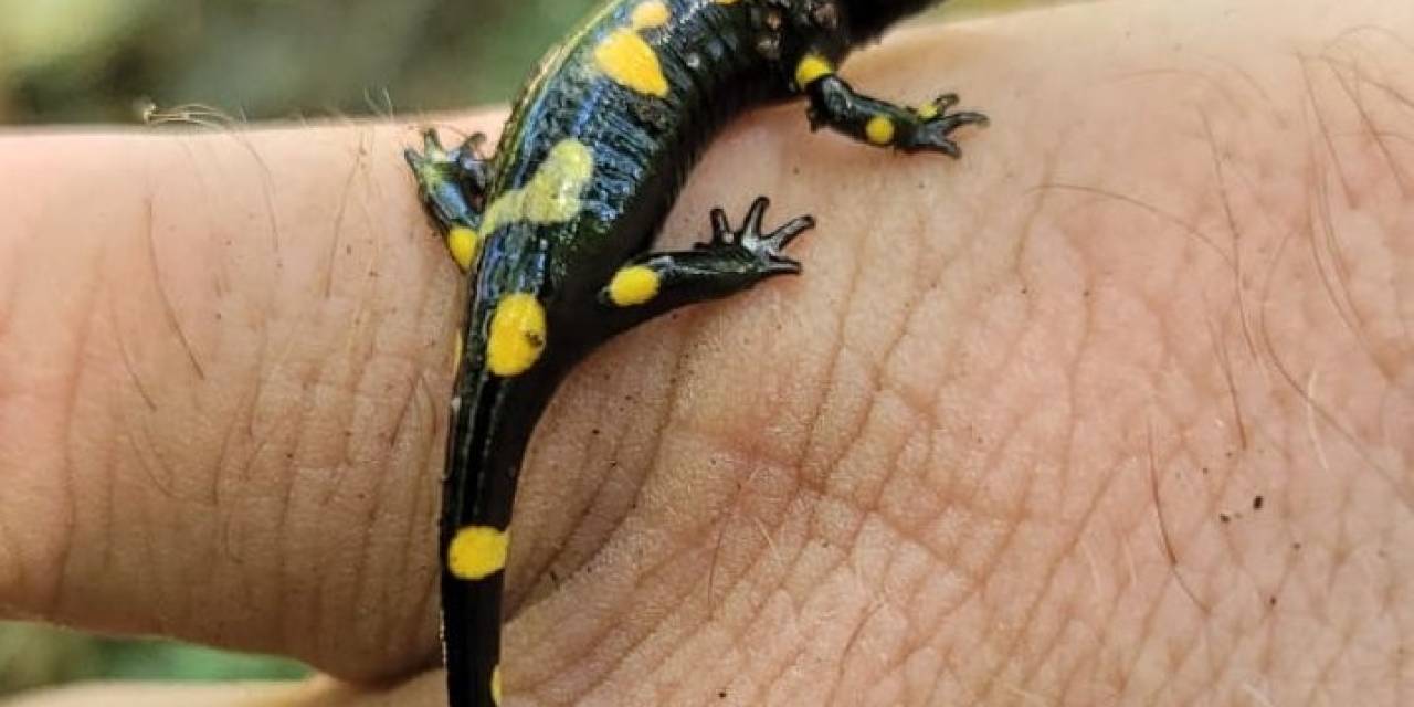 Koruma Altındaki ’benekli Semenderler’ Kemaliye’de Görüntülendi