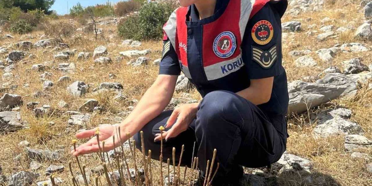 Kuşadası’nda 11 Adet Kaldı, Koparmanın Cezası 387 Bin Lira