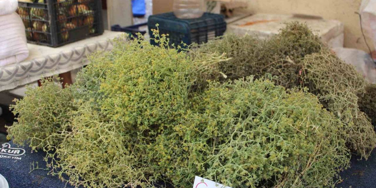 Tarhananın Vazgeçilmezi Tarhana Otu Tezgahları Süslüyor