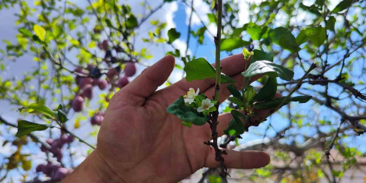Bu Ağaç Kafaları Karıştırdı, Ağustos’ta Yaprak Döktü, Eylül’de Çiçek Açtı