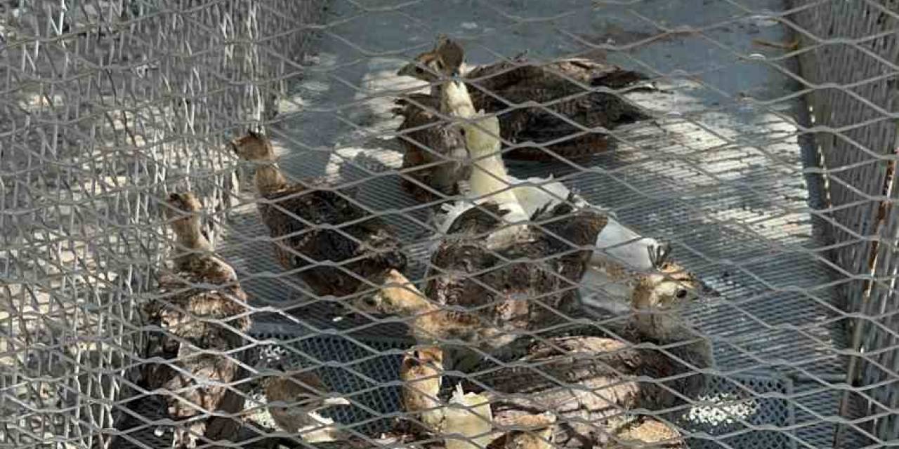 Osmaniye’de Çiftlikte İzinsiz Tavus Kuşu Besleyen Kişiye Ceza