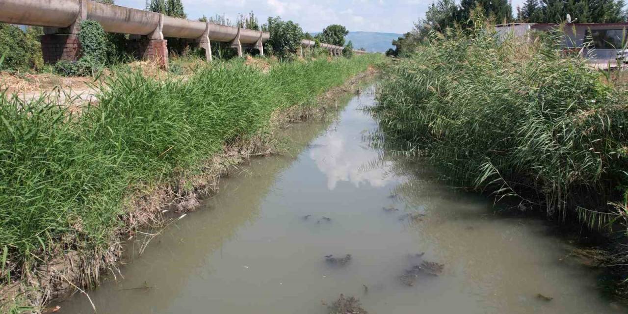 Zehir Akan Derede Toplu Balık Ölümü Yaşanıyor