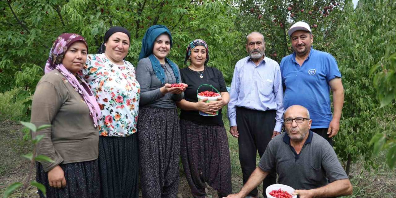 Toroslar’da Yetişen Şifalı Kızılcık Kirazının Hasadı Başladı