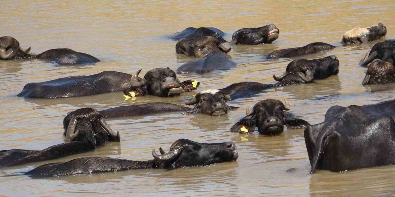 Sıcaktan Bunalan Mandalar Soluğu Gölette Alıyor