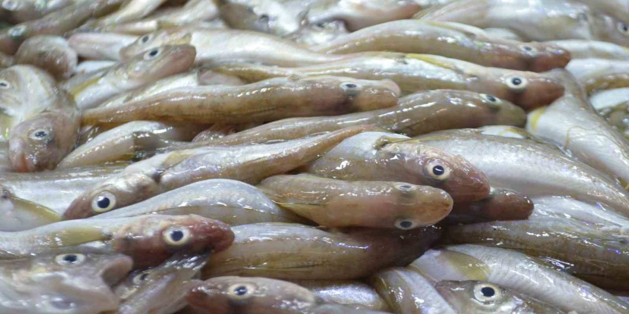 Balık Sezonu Başladı, Palamudun Çokluğu Dikkat Çekti