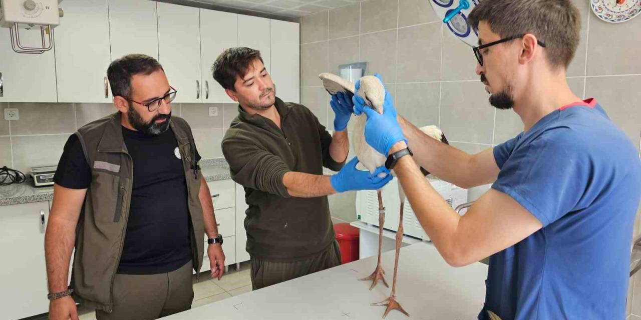 Kütahya’da Göç Yolunda Bitkin Düşen Leylek Tedavi Altına Alındı