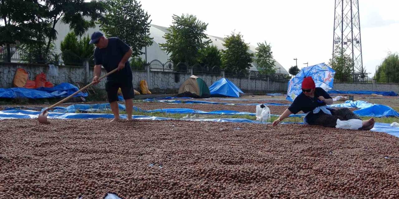 Ordu’da Üreticilerin Zorlu Fındık Kurutma Mesaisi