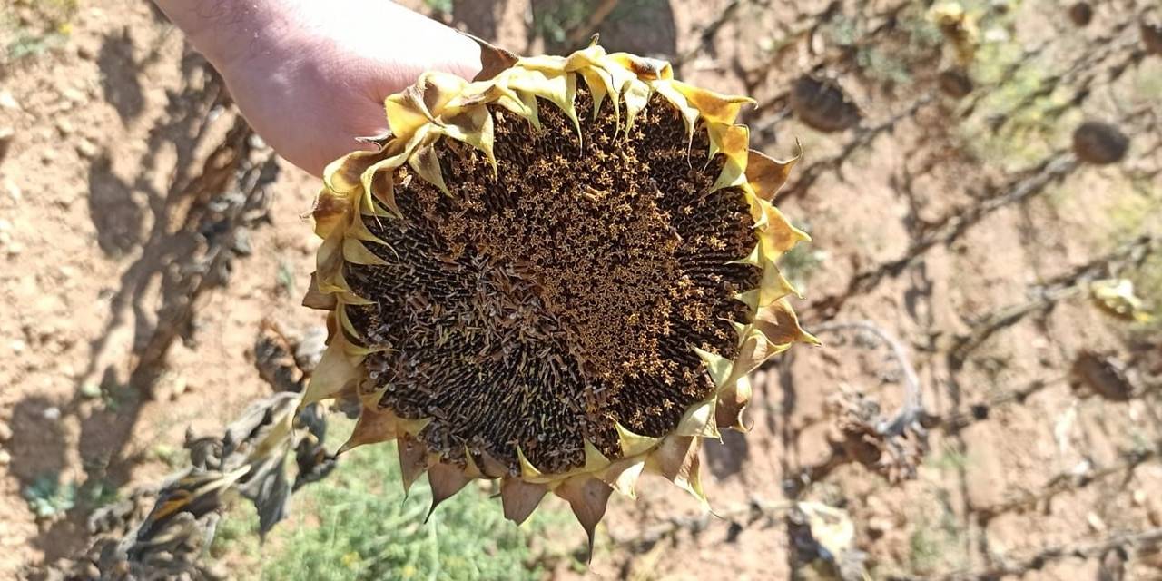 Ayçiçeği Hasadı Devam Ediyor