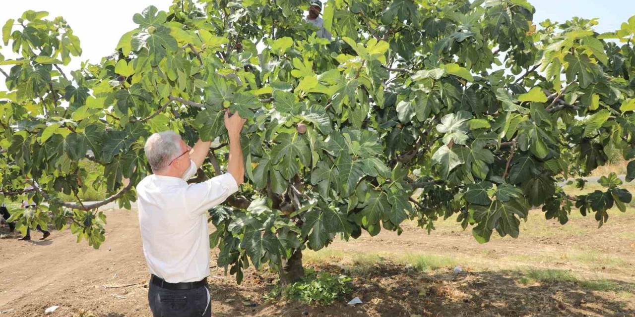 Mudanyalı Üreticilere Çifte Müjde