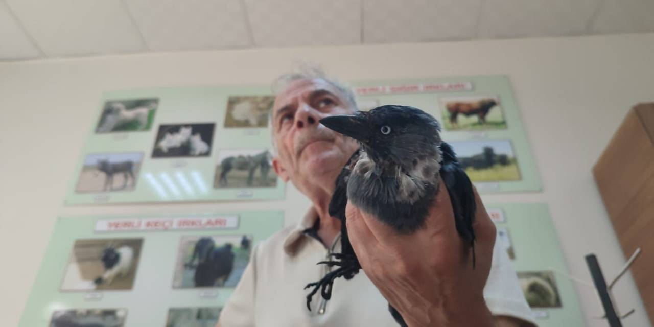 Hayvansever Vatandaş Yaralı Kargaya Sahip Çıktı