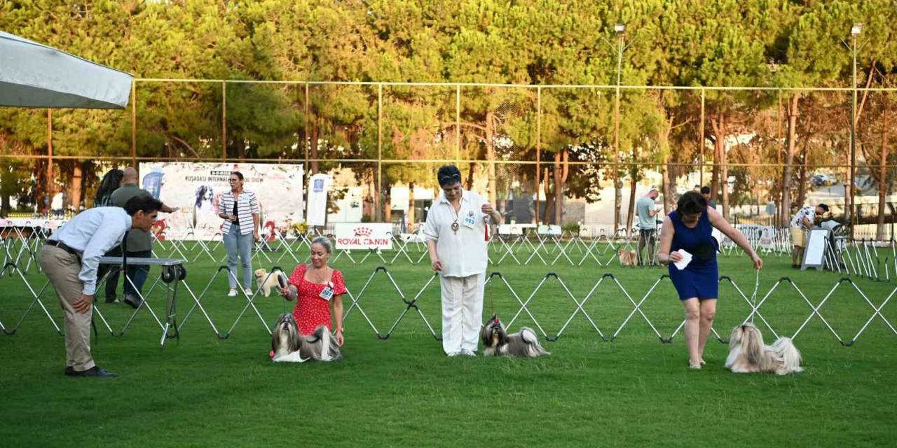 Yarışmaya Katılan Köpekler Dikkat Çekti