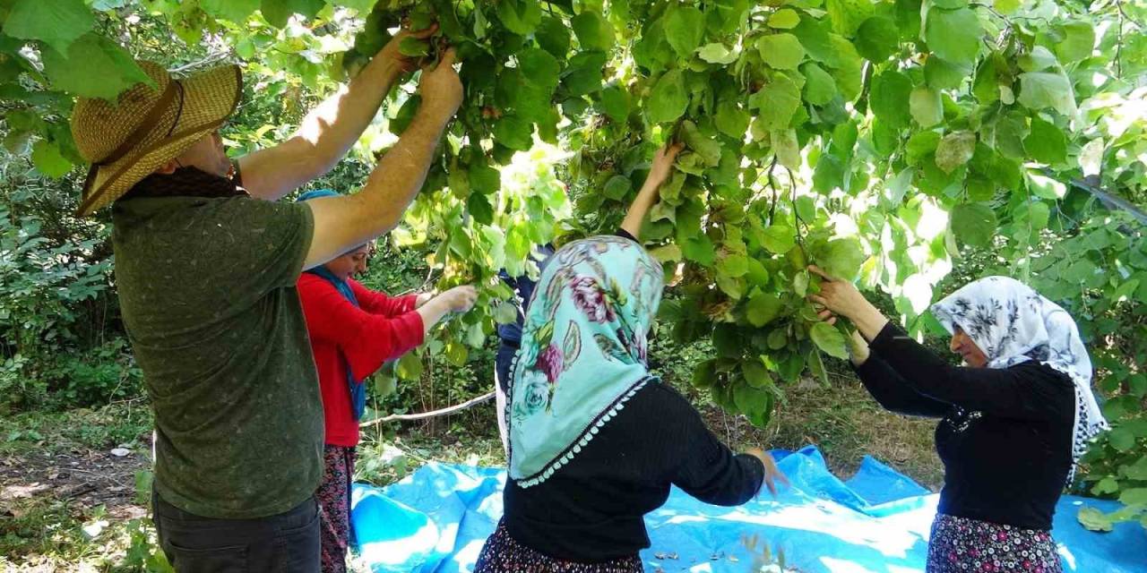 Gevaş’ta ‘Olmaz’ Denilen Fındığın Hasadına Başlandı