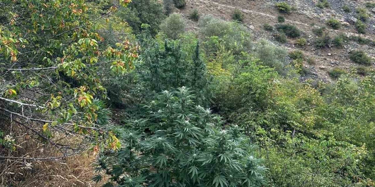 Bingöl’de 274 Kök Kenevir Bitkisi Ele Geçirildi