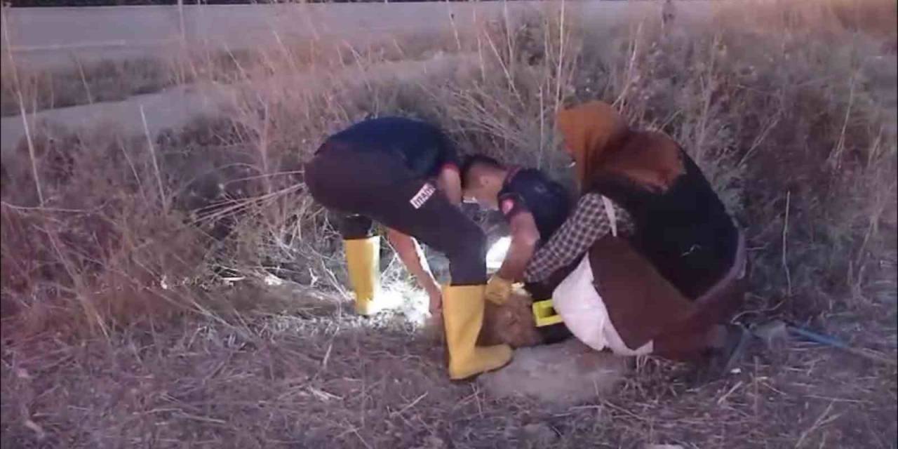 İtfaiye Ekipleri Kanalizasyona Düşen Koyun İçin Seferber Oldu