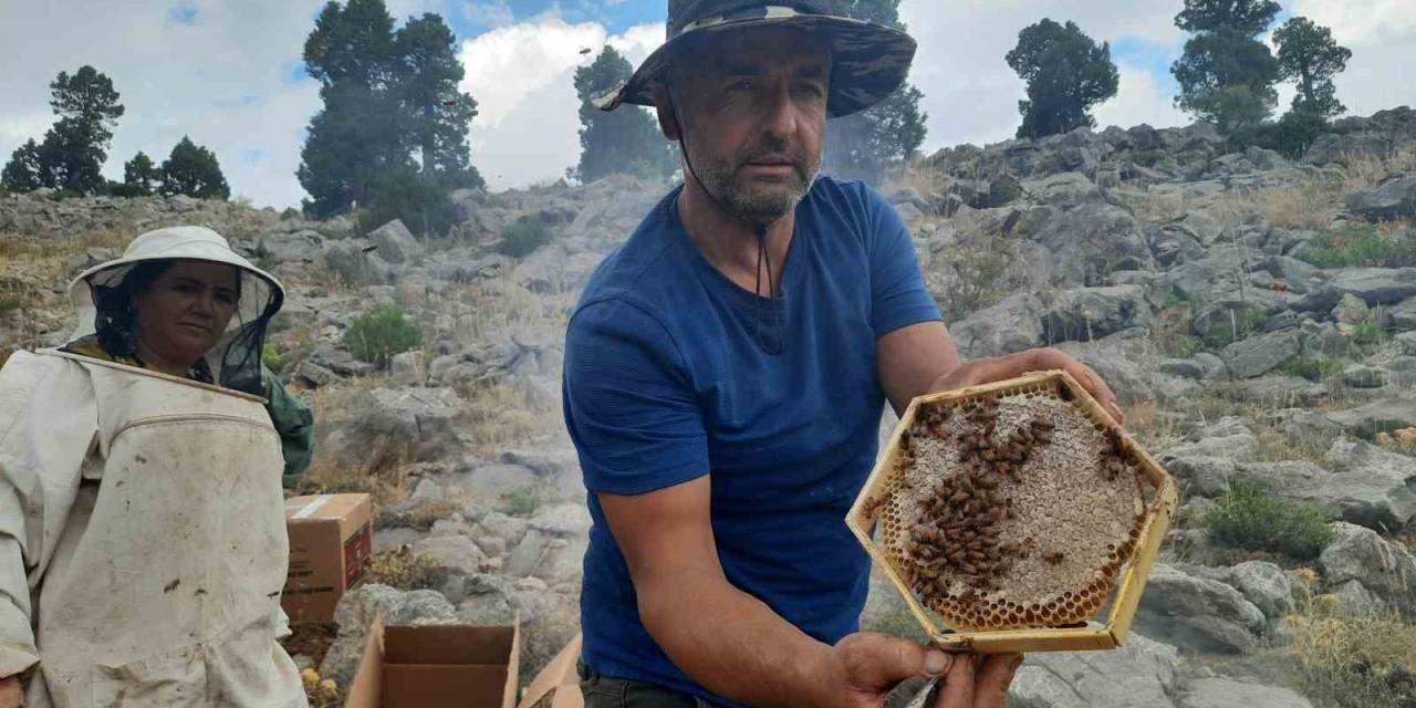 Toros Dağlarının Zirvelerinde Ayı Korkusundan Ballar Erken Hasat Edildi