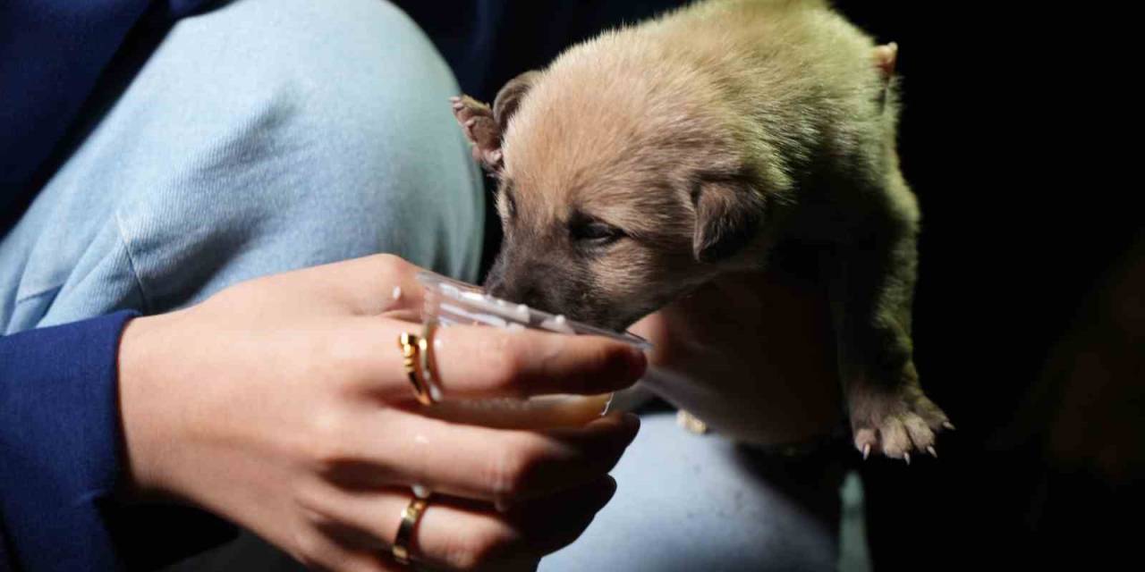 Hayvansever Aile, Anneleri Tarafından Terk Edilen Yavru Köpeklere Sahip Çıktı