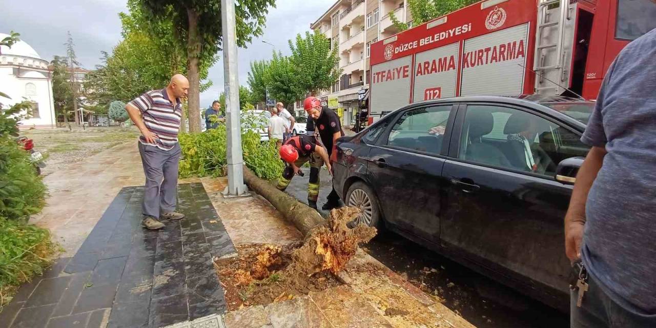 Yeni Aldığı Aracının Üzerine Ağaç Devrildi