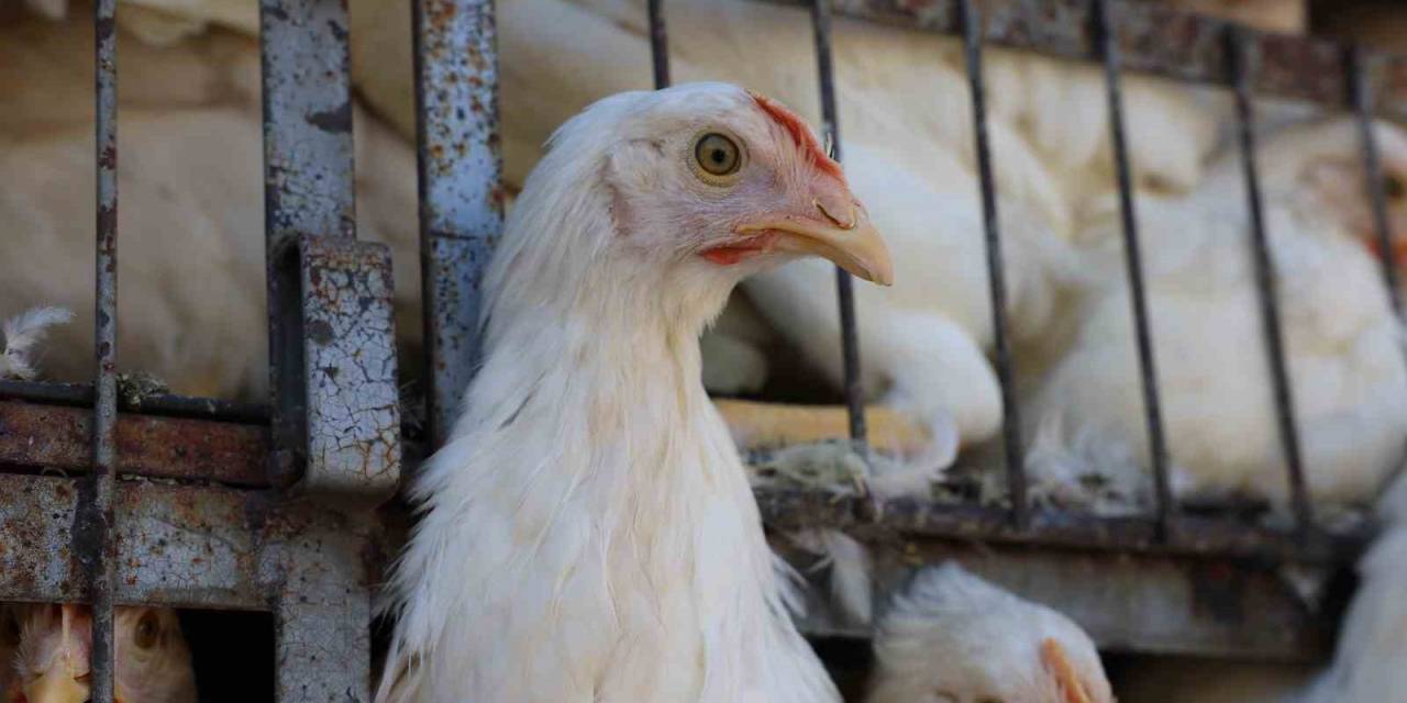 Kadın Üreticilerden Başkan Büyükkılıç’a Teşekkür