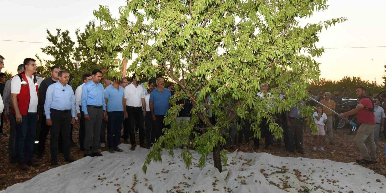 Şanlıurfa’da Badem Hasadı Çiftçiyi Memnun Etti