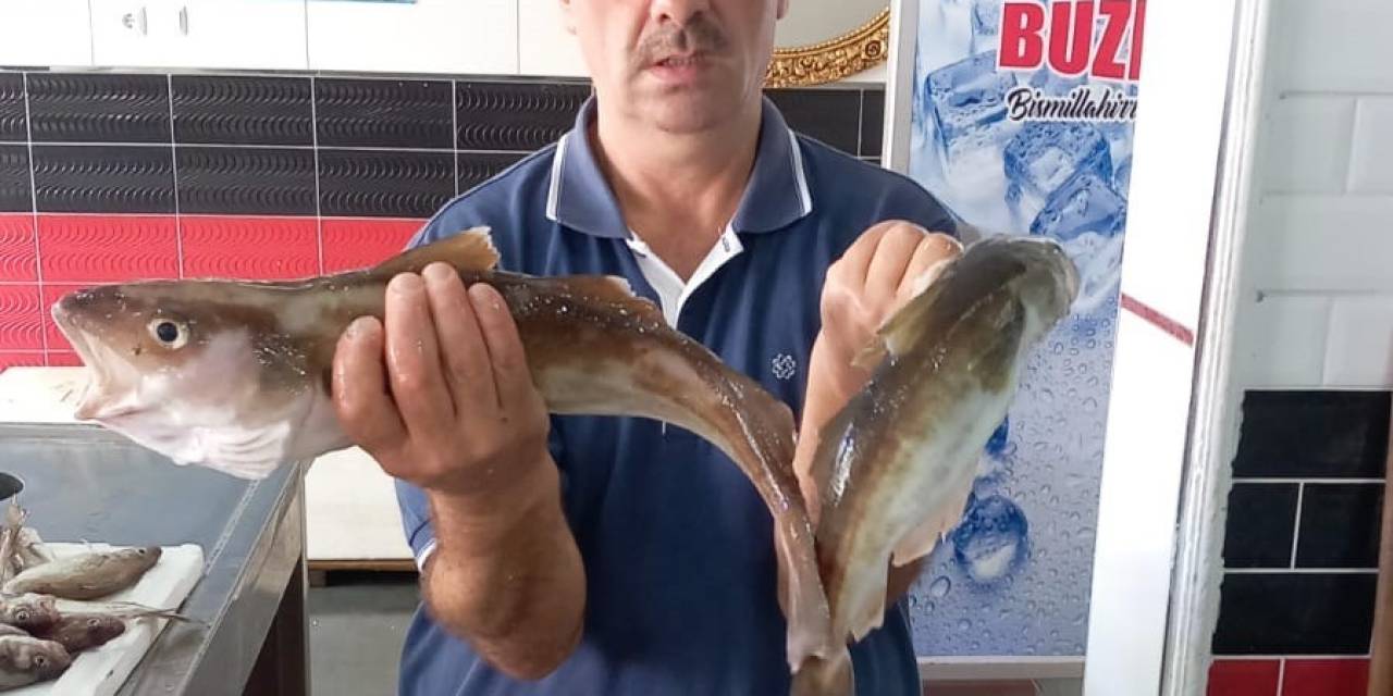 Ordu’da Balıkçılar 1,5 Kilogramlık Mezgit Yakaladı