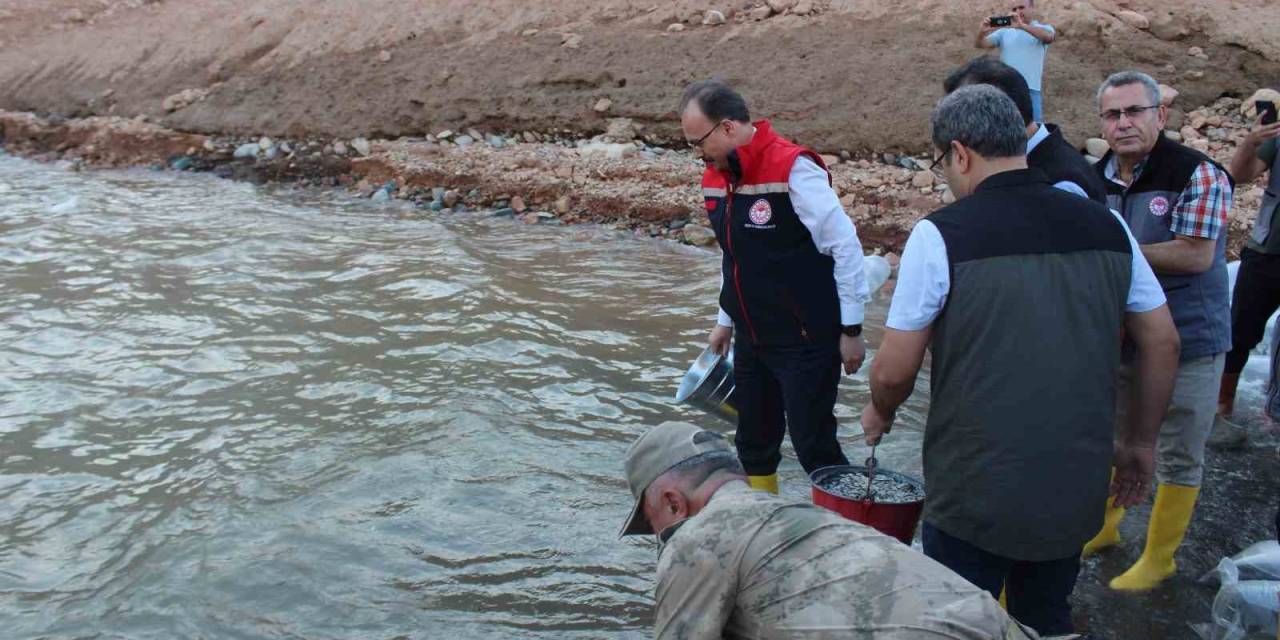 Siirt’te 1 Milyon Yavru Sazan Suya Bırakıldı