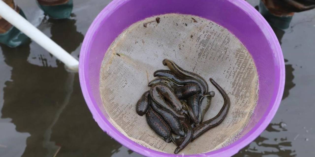 Samsun’dan Tıbbi Sülük İhracatı