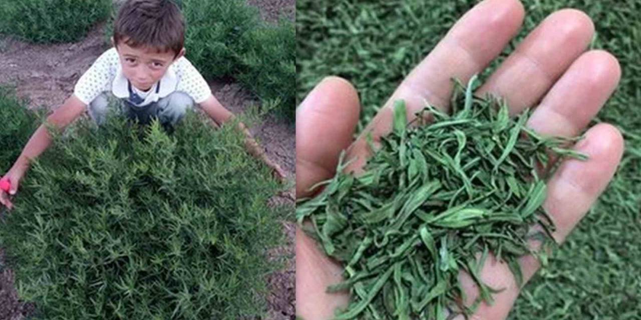 Bayburt Tarhunu Coğrafi İşaret Tescili Aldı