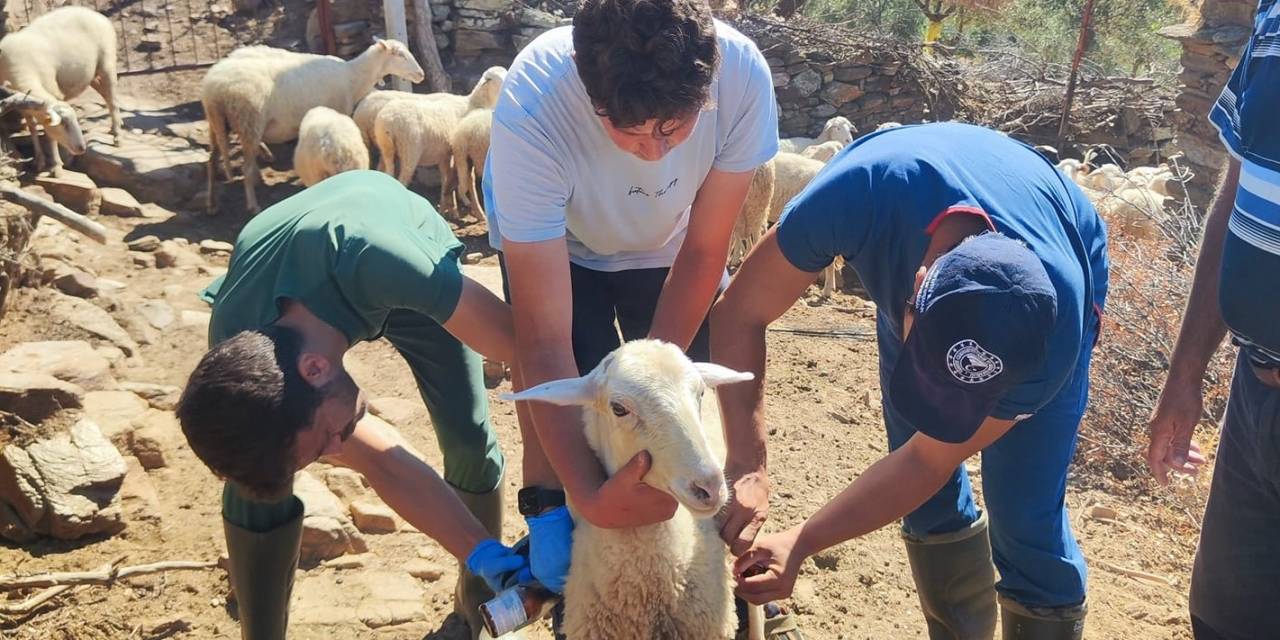 Efeler’de Küçükbaş Hayvanlara Veba Ve Çiçek Aşısı Yapıldı