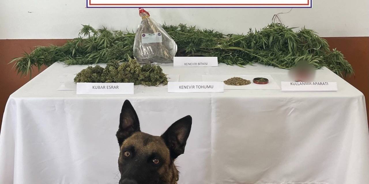 Balkonda Kenevir Yetiştiren Şahsı Jandarma Yakaladı