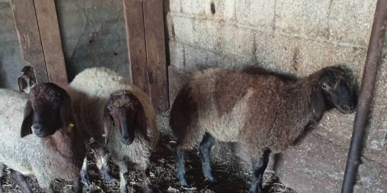 Ağıla Giren Başıboş Köpekler 2 Hayvanı Telef Etti