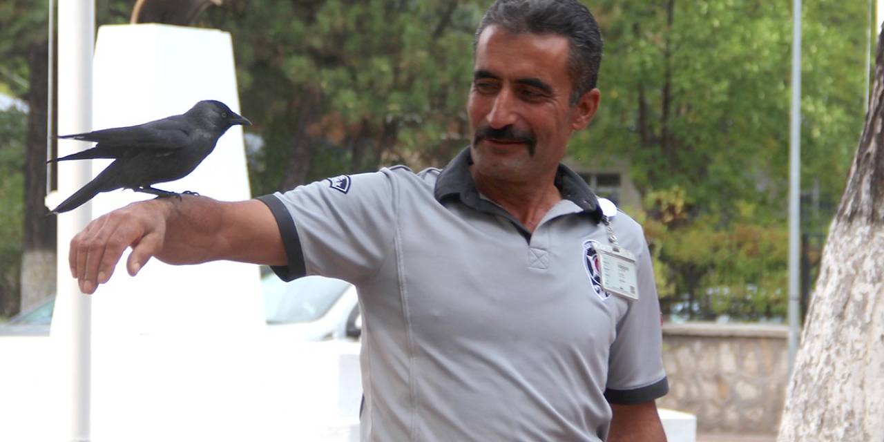 Bu Karga Her Gün Mesai Yapıyor