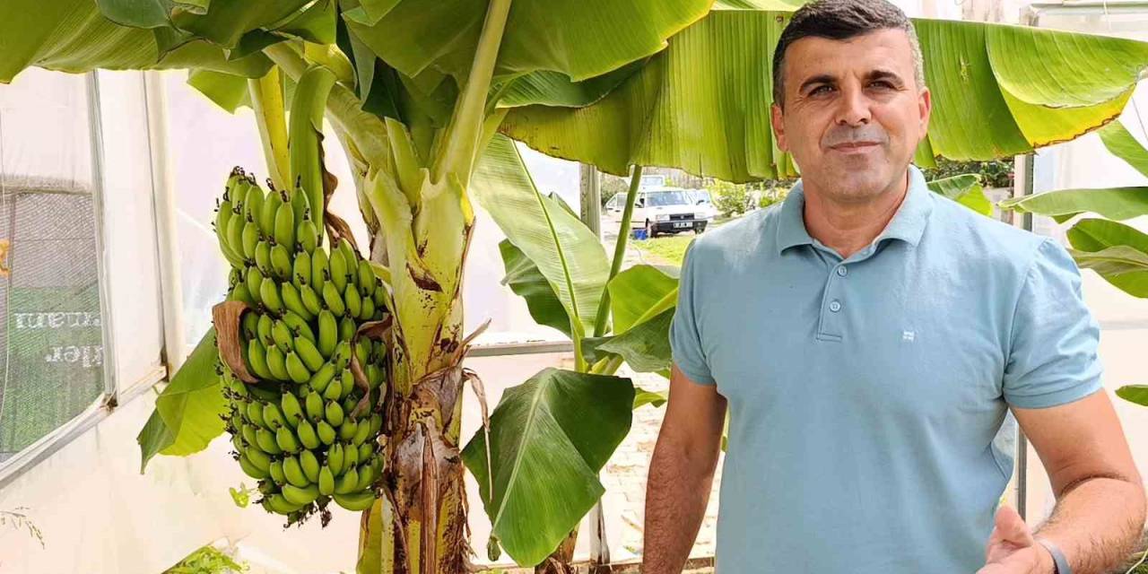 Manavgat’ta Hobi Bahçesinde Zeytin Ve Muz Hasadı