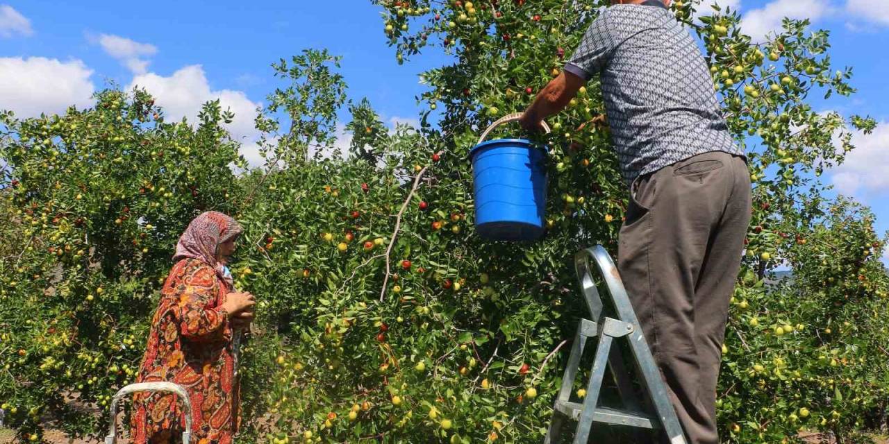 Başkent’in Yanı Başında Yetişen Hünnabın Hasadı Başladı