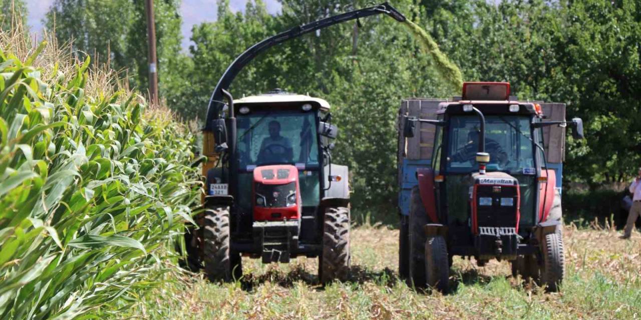 Erzincan’da Silajlık Mısırın Hasadı Yapılıyor