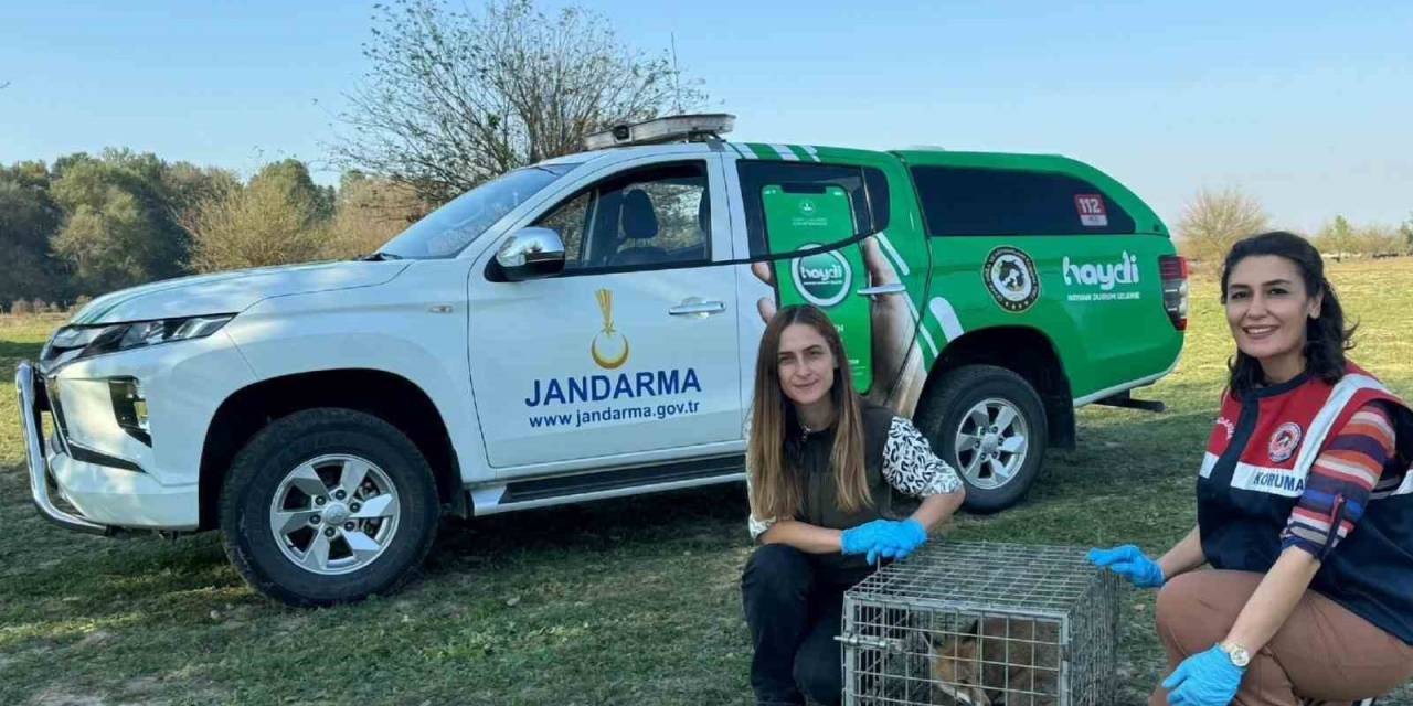 Tedavisi Tamamlandı Doğaya Salındı