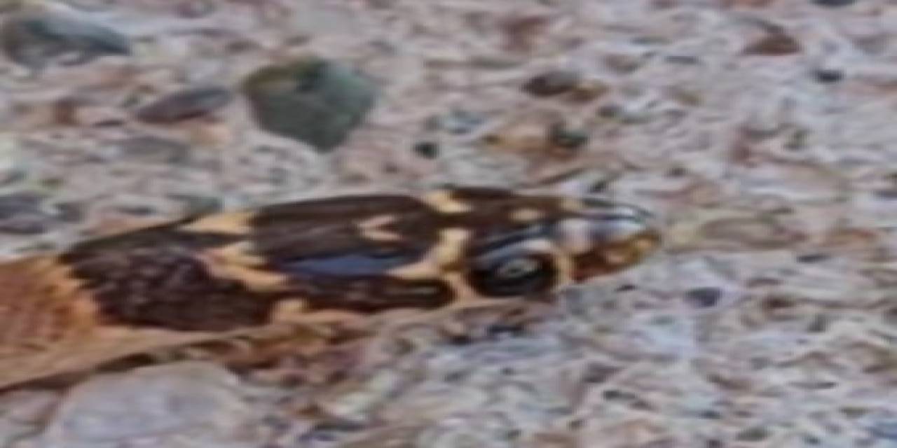 Yılanların En Uysalı, Tunceli’de Görüntülendi