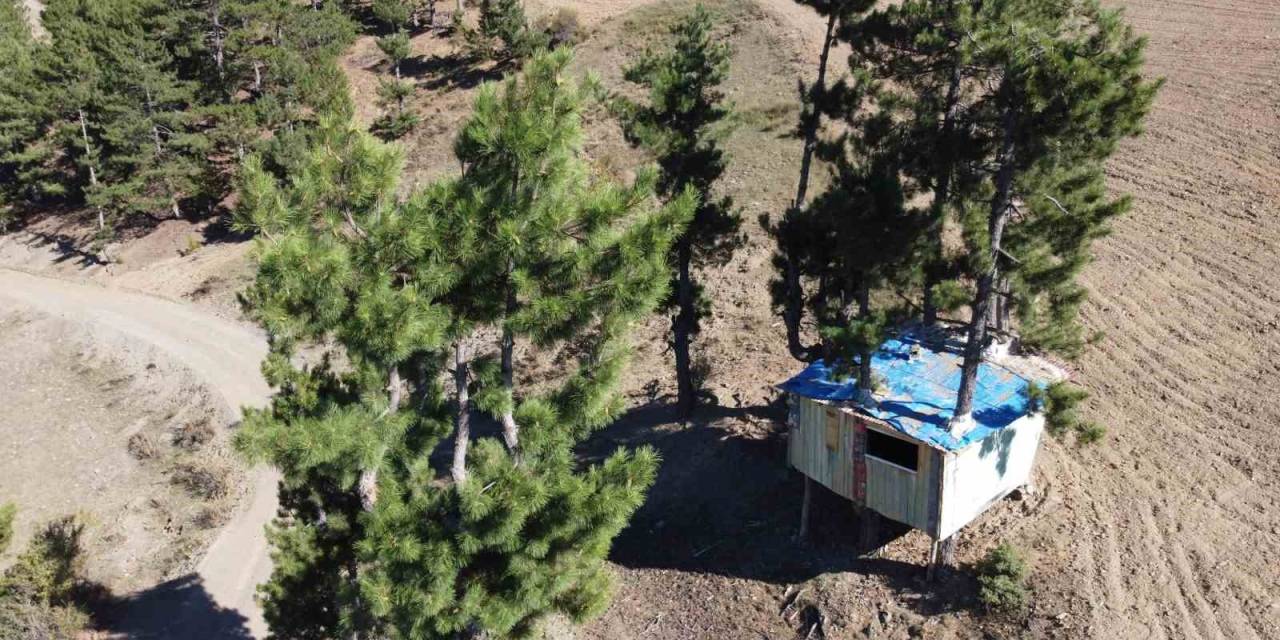 Ağaçlara Zarar Vermek İstemedi Evinin İçinden Ağaç Geçti